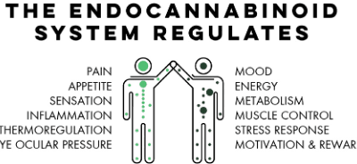 Endocannabinoid System Deficiency & Cannabis
