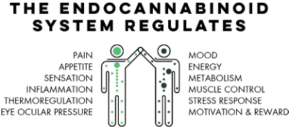 Endocannabinoid System Deficiency & Cannabis